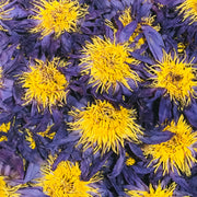 Blue Lotus